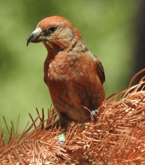 Cassia Crossbill photo 3