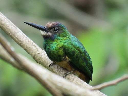 Galbula tombacea