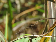 Indolestes peregrinus