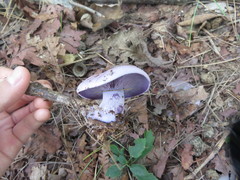 Cortinarius salor