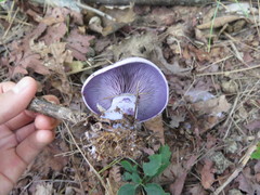 Cortinarius salor