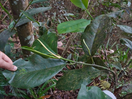 Puerto Rico magnolia (Magnolia portoricensis)