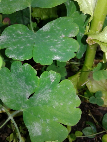 Golovinomyces orontii image