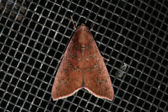 Anomis illita