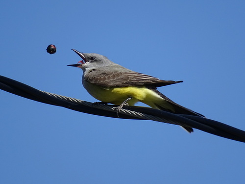Western Kingbird, Arroyo Grande, CA 93420, USA, photo 5 of 10
