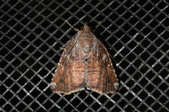 Amyna bullula