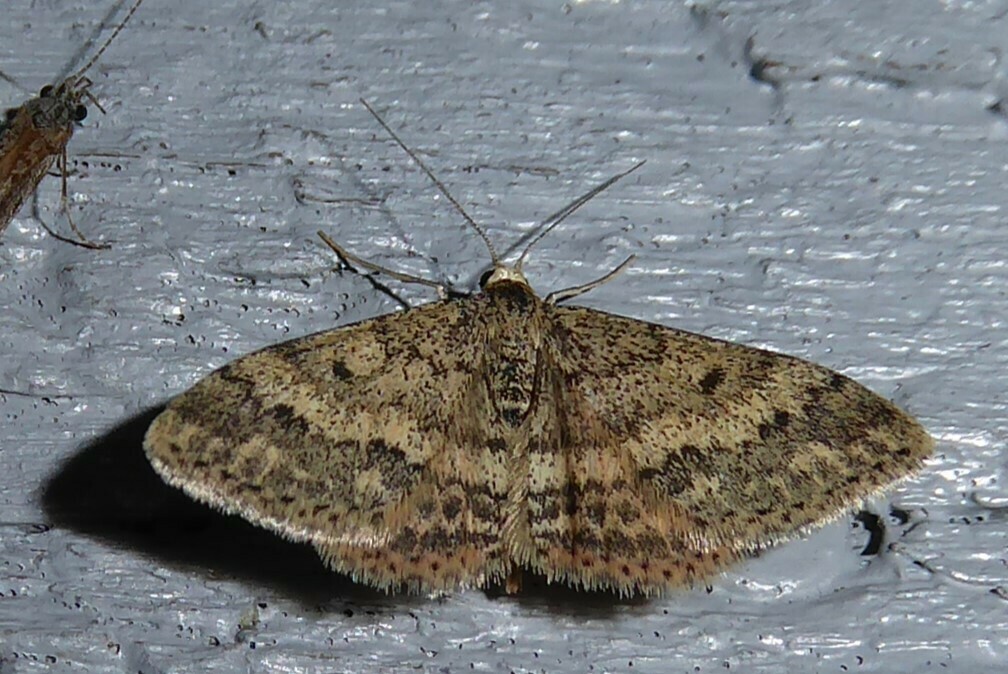 Plantain moth from Waikouaiti, New Zealand on March 26, 2023 at 0958