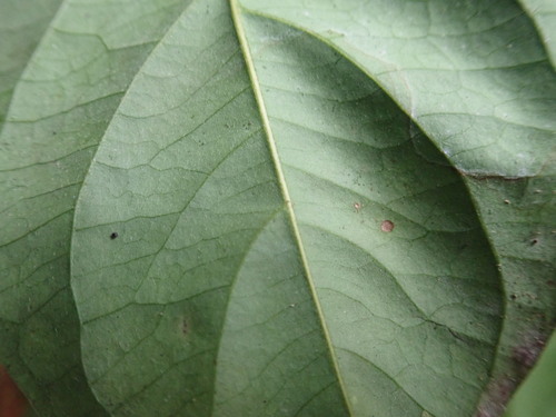 Image of Banisteriopsis caapi by (c) Lena Struwe, some rights reserved (CC BY-SA)