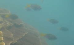 Pomacentrus lepidogenys