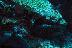 Epinephelus coeruleopunctatus