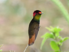 Chrysolampis mosquitus