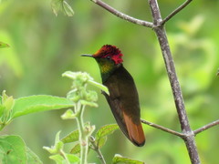 Chrysolampis mosquitus