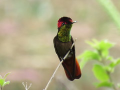 Chrysolampis mosquitus