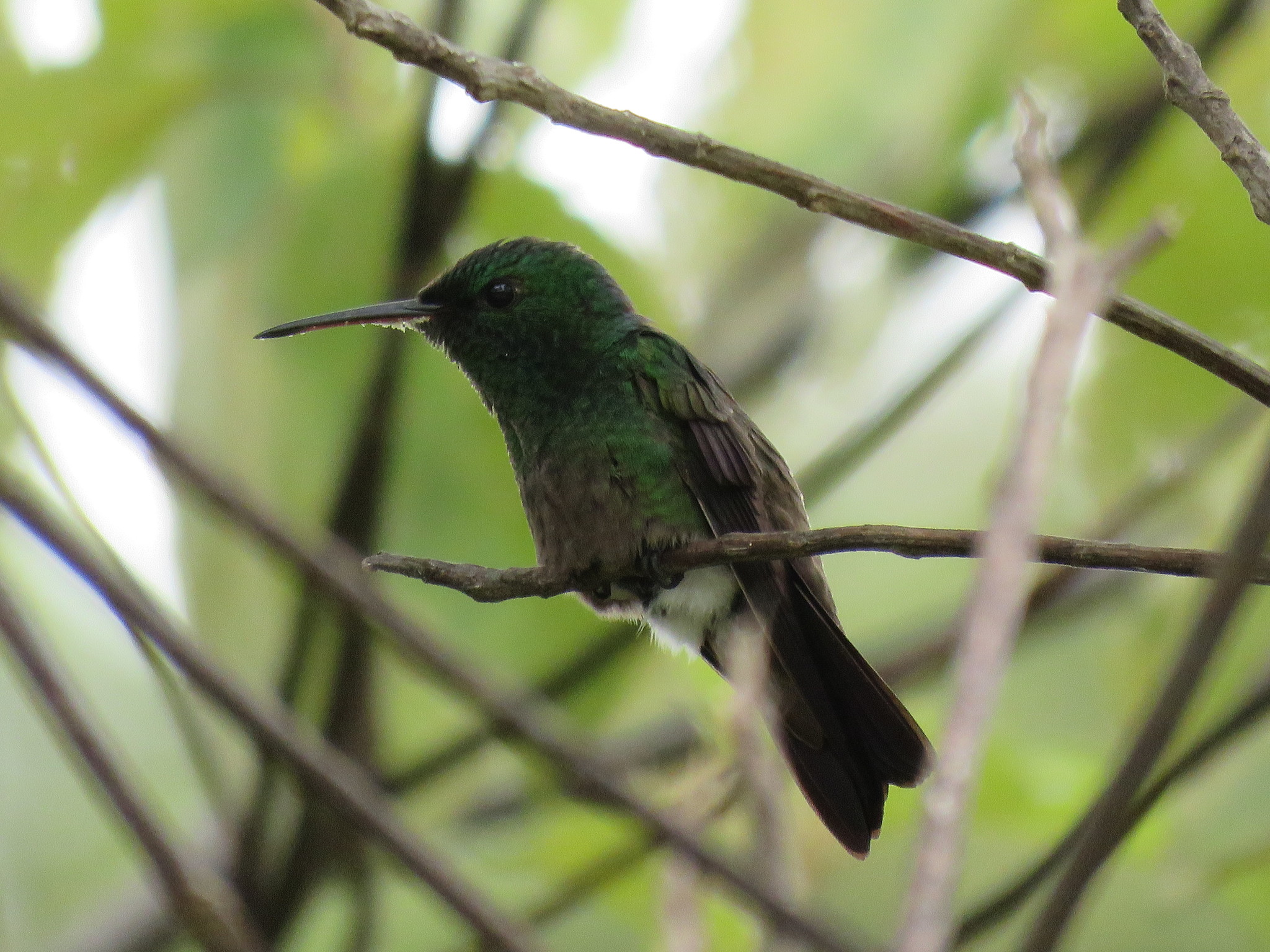 Green-bellied Hummingbird (Saucerottia viridigaster), photo 5