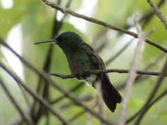 Saucerottia viridigaster