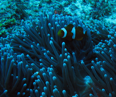 Amphiprion percula