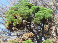 Pinus muricata