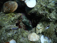 Image of Octopus mimus
