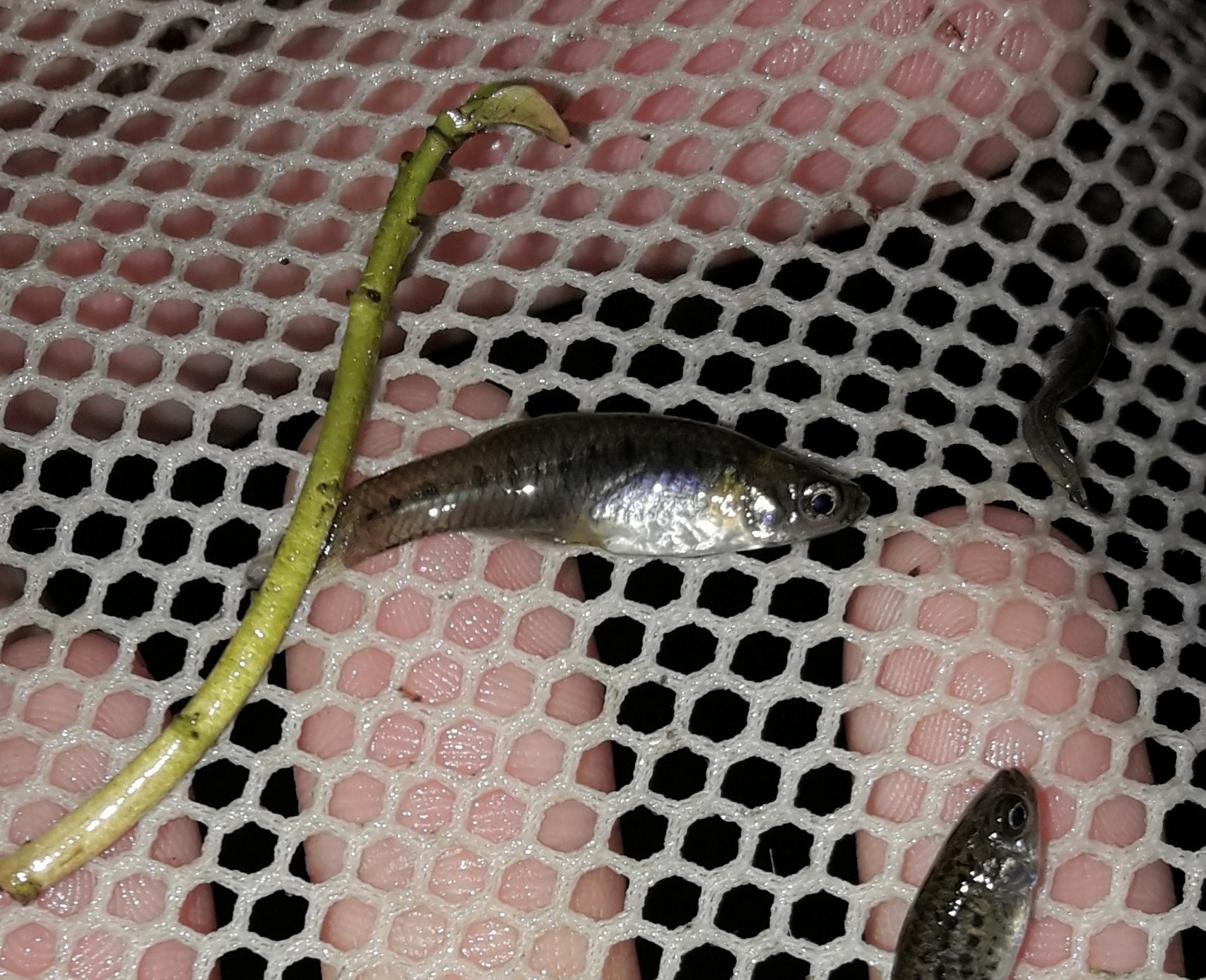 Cnesterodon decemmaculatus (Jenyns, 1842)