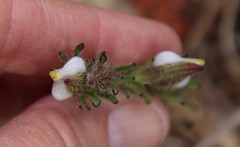 Cordylanthus rigidus setigerus