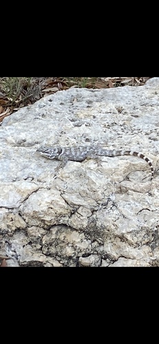 Crevice Spiny Lizard, Vegas Grande, Helotes, TX, US, photo 8 of 10