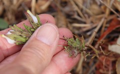 Cordylanthus rigidus setigerus