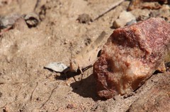 Trimerotropis thalassica