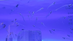 Kryptopterus vitreolus