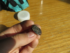 Appasus japonicus