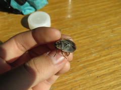 Appasus japonicus
