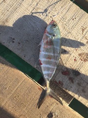 Caranx vinctus