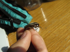 Appasus japonicus