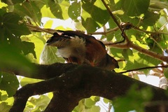 Accipiter tachiro