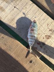 Caranx vinctus