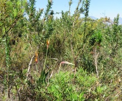 Strelitzia reginae reginae