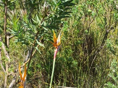Strelitzia reginae reginae