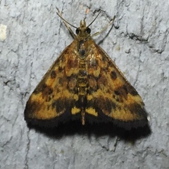 Pyrausta subsequalis