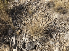 Hilaria rigida