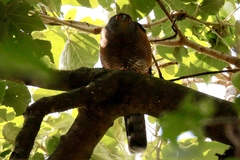 Accipiter tachiro