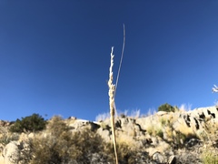 Hilaria rigida