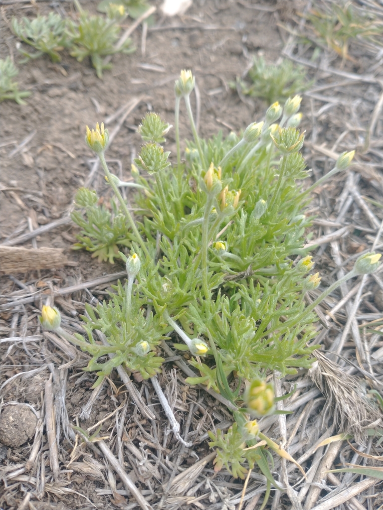 Curveseed Butterwort from Lonerock, OR 97823, USA on March 25, 2023 at