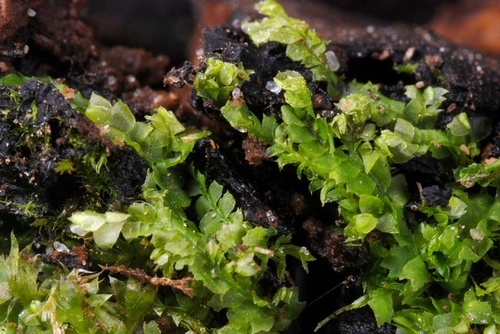 Įvairialapė gludutė nuotrauka