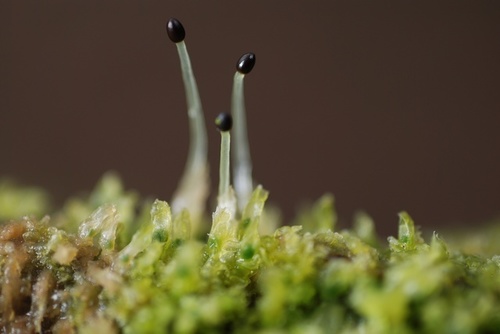 Įvairialapė gludutė nuotrauka