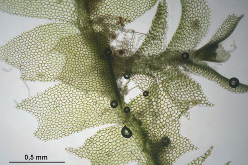 Įvairialapė gludutė nuotrauka