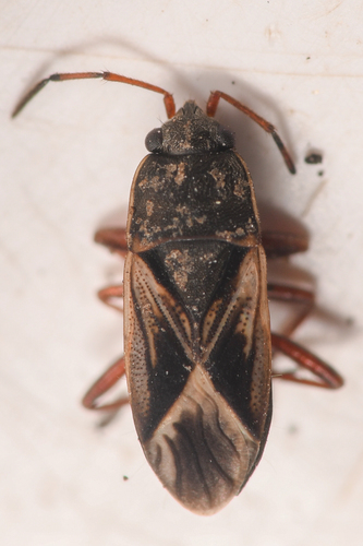 Malezonotus sodalicius photo 2