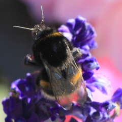 Bombus terrestris
