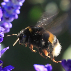 Bombus terrestris