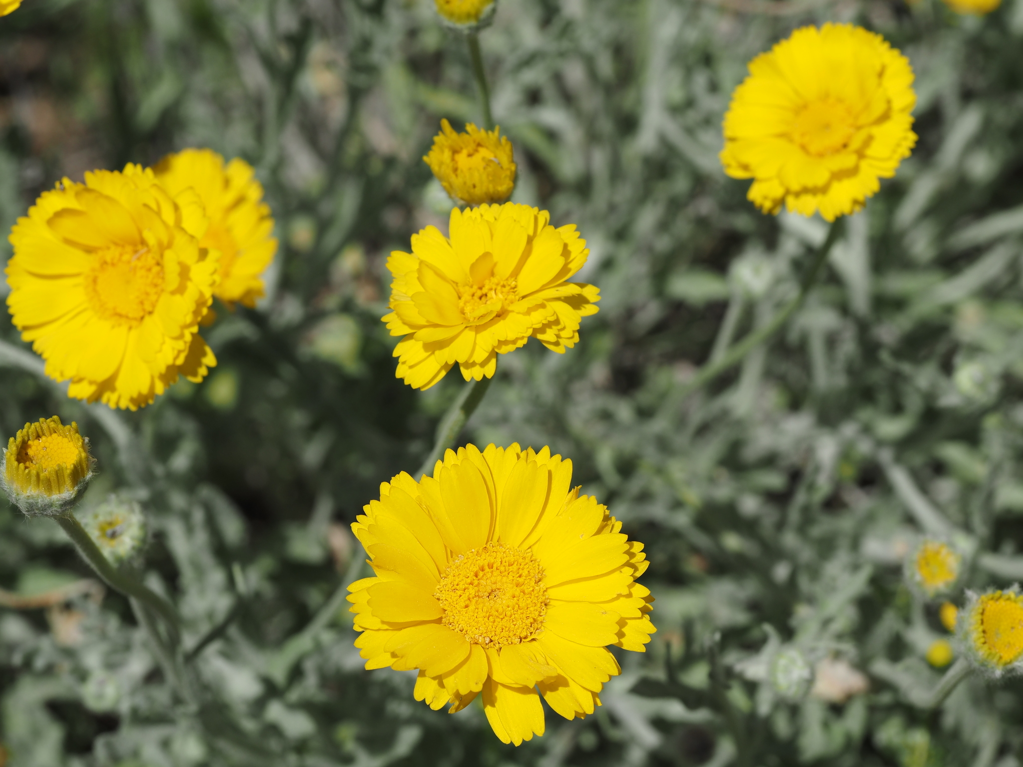 Baileya multiradiata