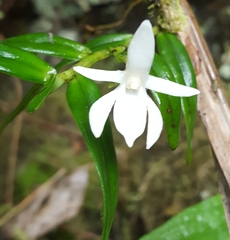 Angraecum ramosum image