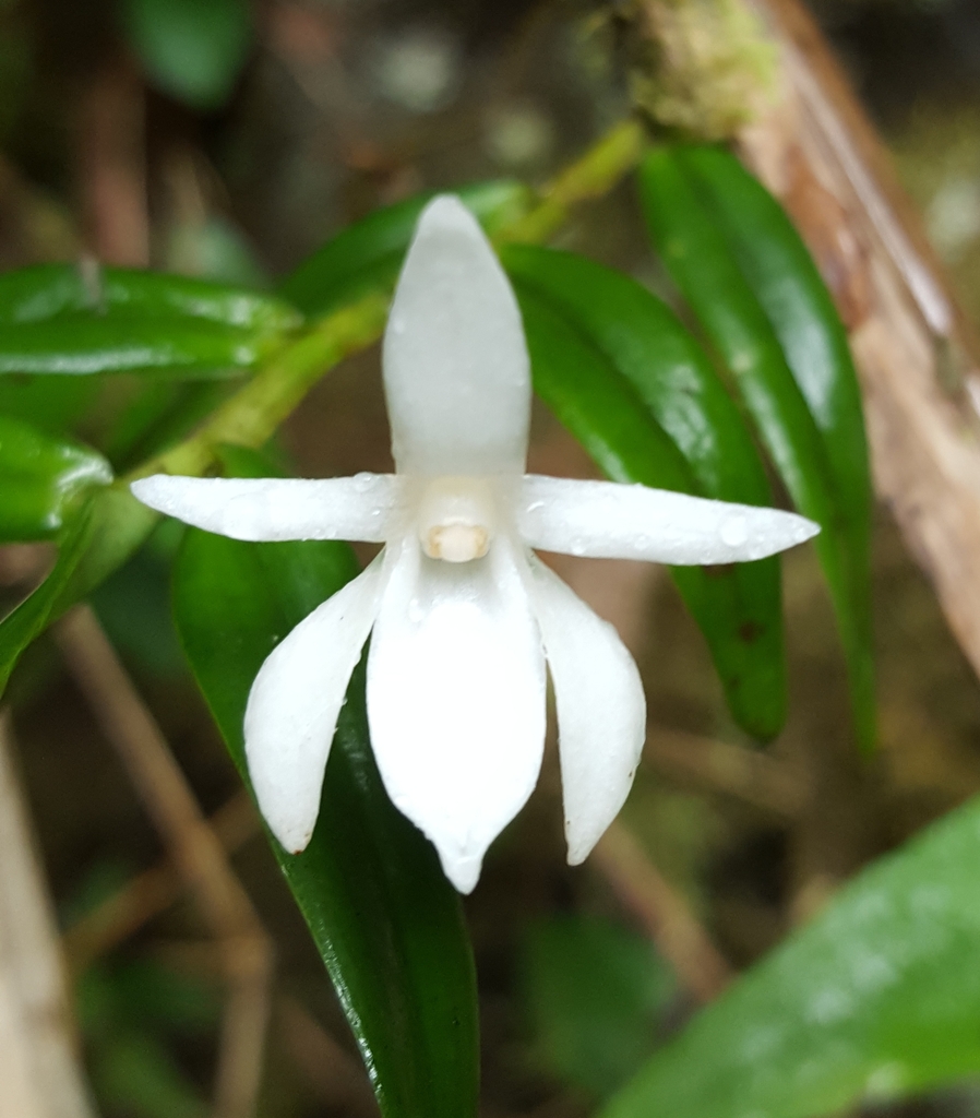 Angraecum ramosum